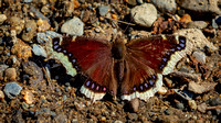 Mourning Cloak (Nymphalis antiopa) my first butterfly sighting of the year