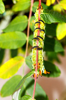 Hickory Horned Devil Caterpillar of the Regal Moth (Citheronia r