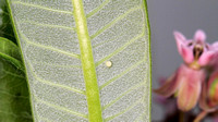 Monarch Butterfly (Danaus plexippus) Egg on Common Milkweed