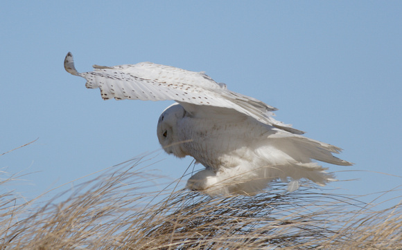 Snowy Owl in flight / landing