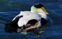 Common Eider with damaged wing