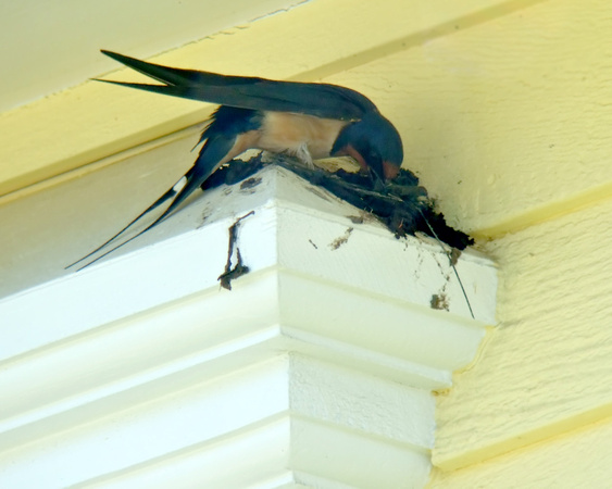 Barn Swallows Building a Residential Nest