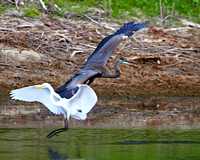 Great Blue Heron flushes a Great Egret
