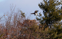 Bald Eagle Carrying Nesting Material