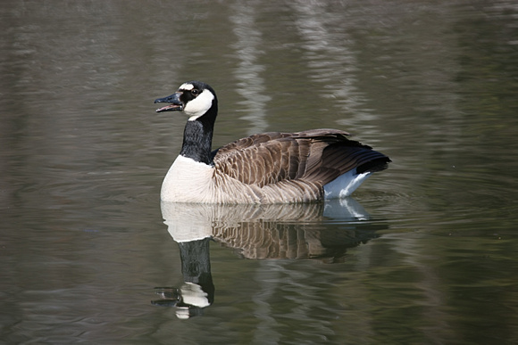 Alternate Plumage Canada Goose