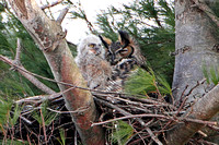 2011/04/11 Little Chauncy Great Horned Owl