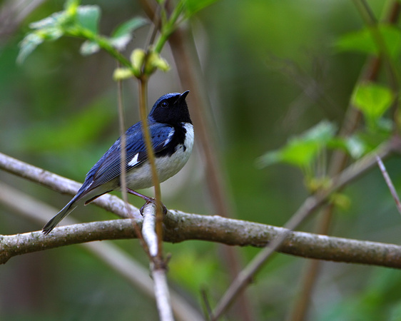 Black-thraoted Blue Warbler