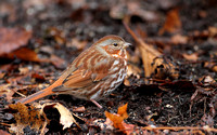 Fox Sparrow (Red)