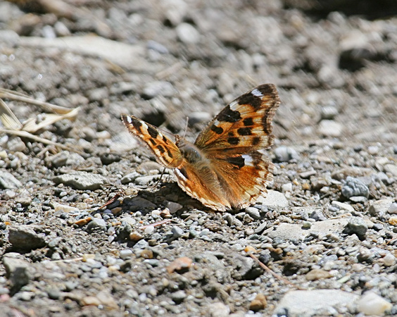 Compton Tortoiseshell (Nymphalis vaualbum) Butterfly