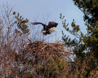 Bald Eagle Carrying Nesting Material