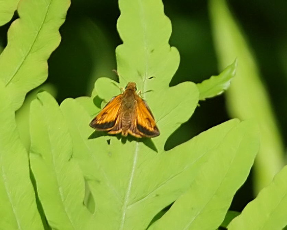 Hobomok Skipper (Butterfly)