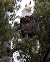 Adult Bald Eagle