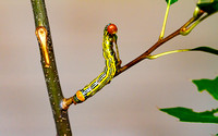 Orange-humped Mapleworm Caterpillar (Symmerista leucitys)