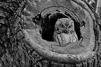Eastern Screech Owl (Megascops asio) 3:2 Aspect Ratio
