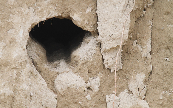 Kingfisher Nesting Hole