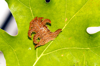 Monkey Slug, Hag Moth Caterpillar (Phobetron pithecium)