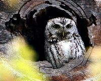 Eastern Screech Owl (Megascops asio)