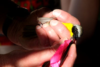Removing Ticks from a Male Common Yellowthroat