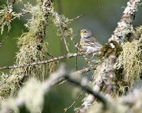 Juvenile Northern Parula Warbler