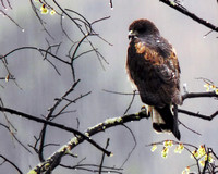 White-tailed Hawk (5x4)
