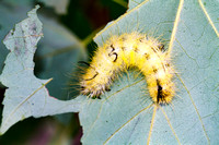 American Dagger Moth Caterpillar (Acronicta americana)