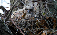 Great Horned Owlet ... resting with a Red Fox corpse?