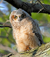 2011/05/21 Mt Auburn Great Horned Owlets
