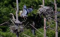 Great Blue Heron Courtship