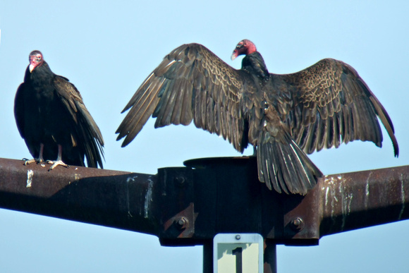 Turkey Vultures, Power Lines near Shrewsbury High School