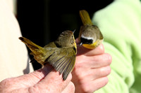 Female & Male Common Yellowthroat