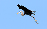 Great Blue Heron Flight Sequence
