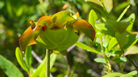 Northern Pitcher Plant (Sarracenia purpurea) Flower
