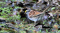 White-throated Sparrow (Zonotrichia albicollis) getting a drink at the Dell