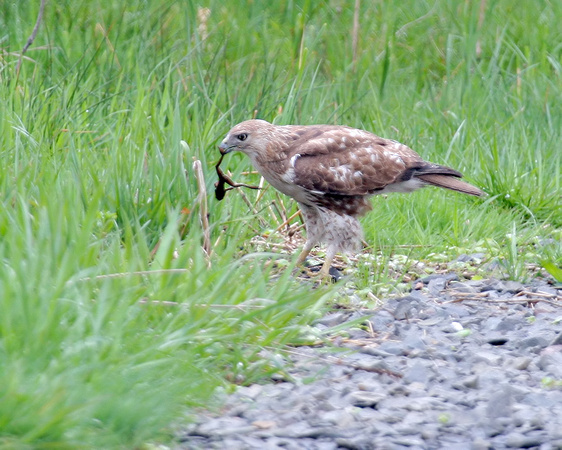 Immature Red-tailed Hawk with Frog