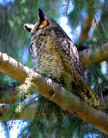 Great Horned Owl (adult)