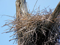 Medium Distance Nest #1 at Digiscoped at 1,200mm (2,400mm with DMC-G1 Crop Factor)