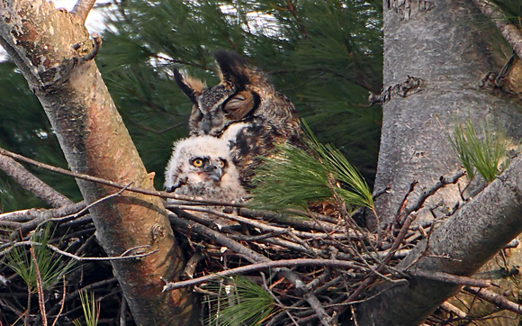 Great Horned Owl & Owlet