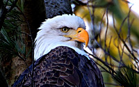 2009/03/12 Hager Pond Bald Eagle