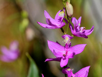 Grass Pink Orchid (Calopogon tuberosus)