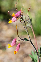 Pale Corydalis Wildflower