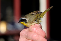 Male Common Yellowthroat