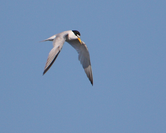 Least Tern in Flight