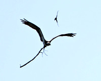 Osprey Carrying Nesting Material