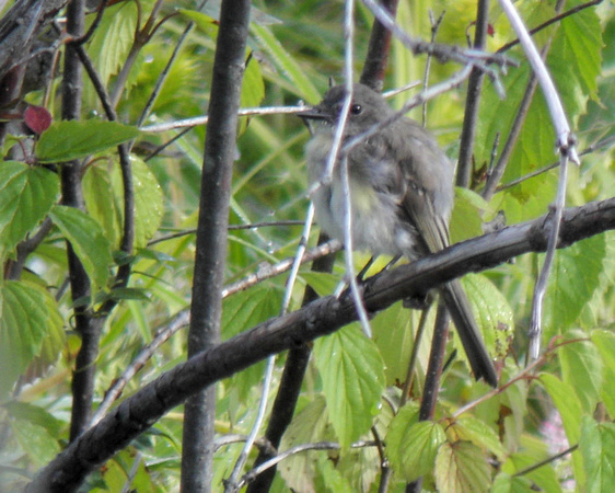 Juvenile Eastern Kingbird