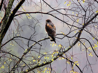 White-tailed Hawk (uncropped)