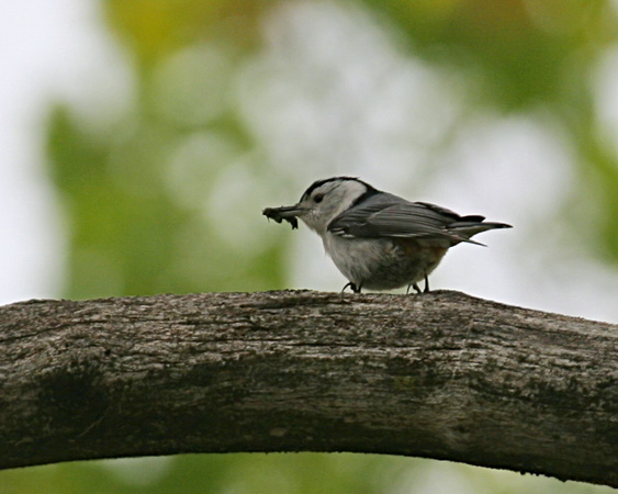 White-breasted Nuthatch Carrying Food