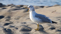 Ring-billed Gull (Larus delawarensis), basic plumage