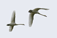 Mute Swans in Flight