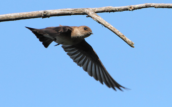 Northern Rough-winged Swallow in Flight