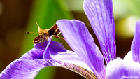 Peck's Skipper (Polites peckius) on Water Iris (Iris versicolor)